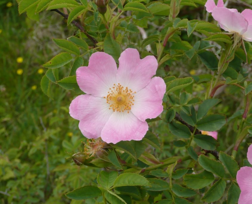 Wild Rose - Vadrózsa Bach-virág