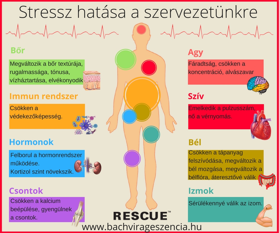 Stresszes életünk így hat a testünkre.