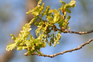 Oak - Tölgy Bach-virág