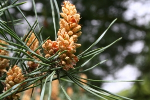 Pine - Erdei fenyő Bach-virág