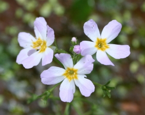 Water Violet - Békaliliom Bach-virág