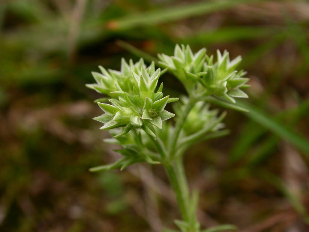Scleranthus - Szikárka Bach-virág