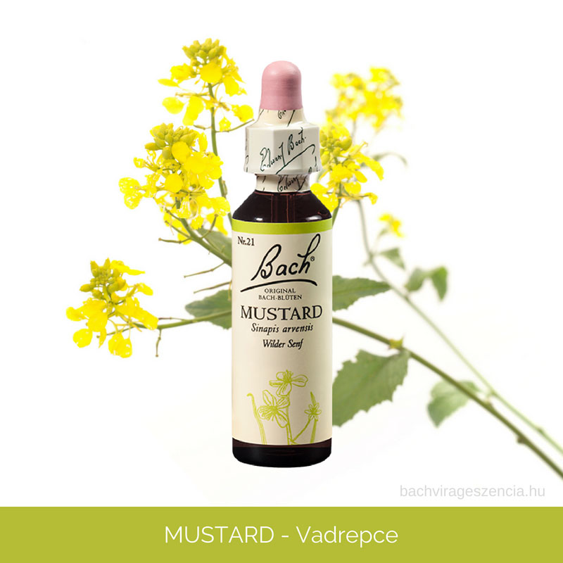 Mustard - Vadrepce eredeti Bach-virágeszencia