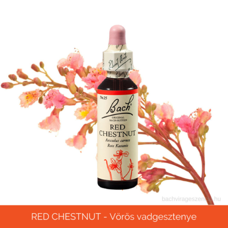 Red-Chestnut - Vörös vadgesztenye eredeti Bach-virágeszencia