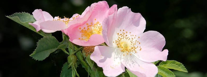 Wild Rose Vadrózsa Bach-virágeszencia