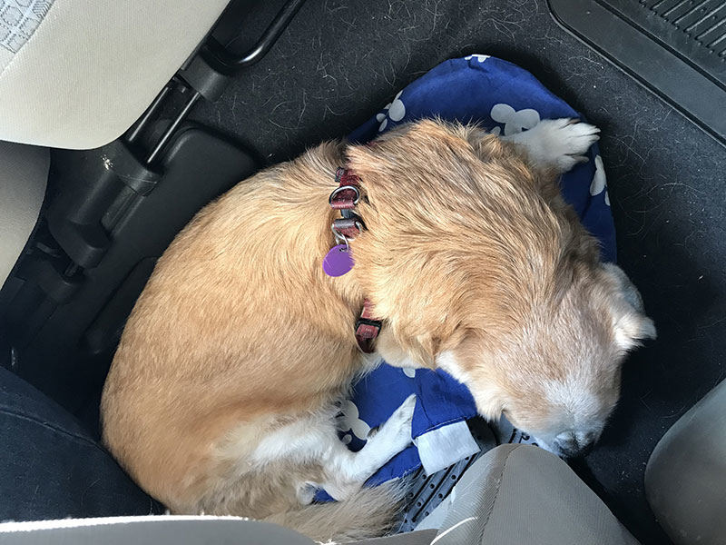 Utazás kutyával autóban.